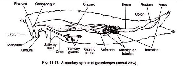 What is a grasshopper's digestive system?