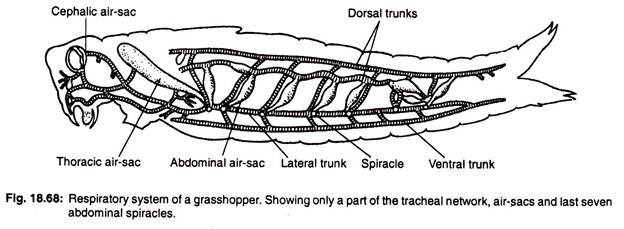 excretory system of grasshopper pdf excretory system of grasshopper pdf