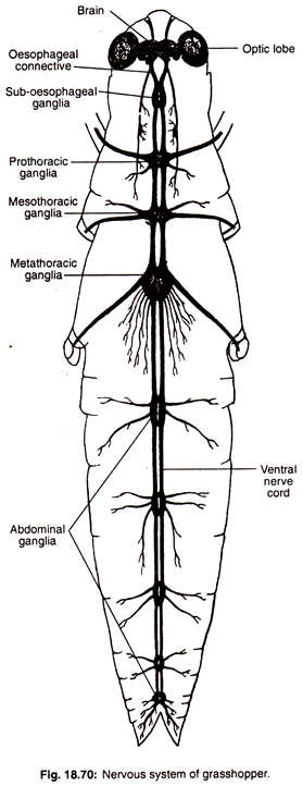 excretory system of grasshopper pdf excretory system of grasshopper pdf