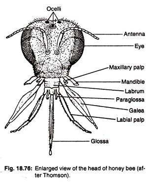 Enlarged view of the head of honey bee