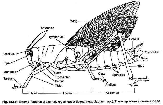 External features of a female grasshopper