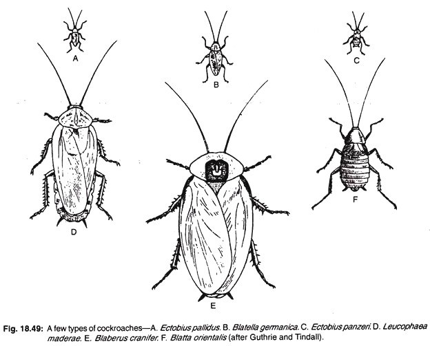 A few types of cockroaches