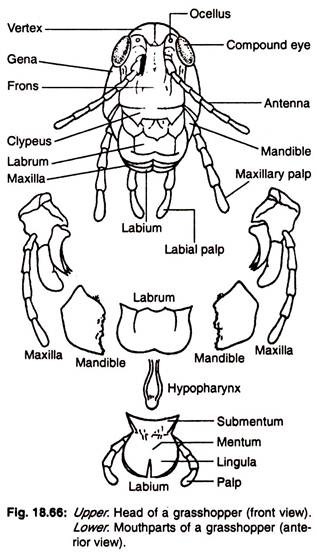 Mouthparts of a grasshopper