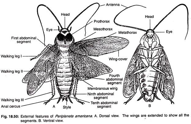 External features of periplaneta americana