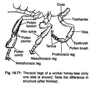 Thoracic legs of a worker honey-bee 