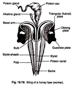 Sting of a honey bee