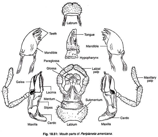 Mouth parts of periplaneta americana