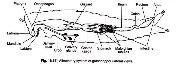 Alimentary system of grasshopper