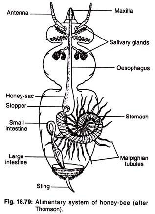 Alimentary system of honey-bee
