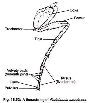 A thoracic leg of periplaneta americana