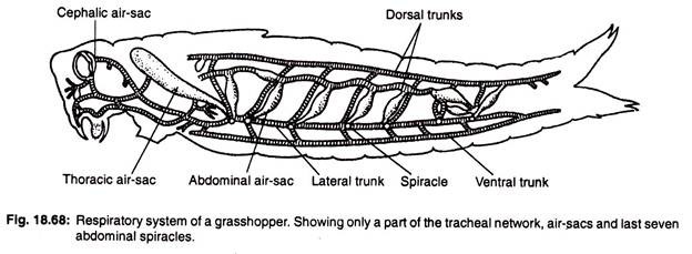 Respiratory system of a grasshopper