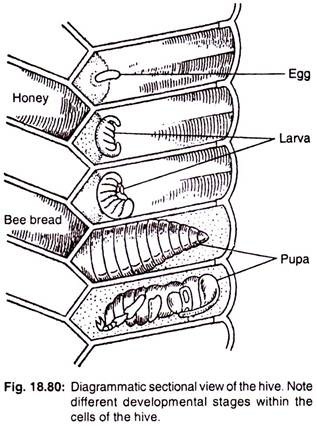 Diagrammatic sectional view of the hive