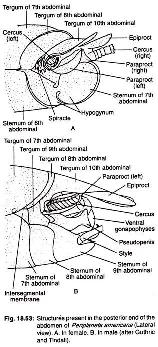 Structures present in the posterior end of the abdomen of periplaneta americana