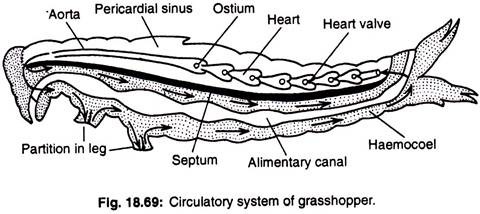 Circulatory system of grasshopper