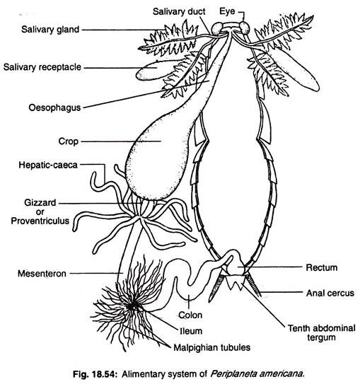 Alimentary system of periplaneta americana