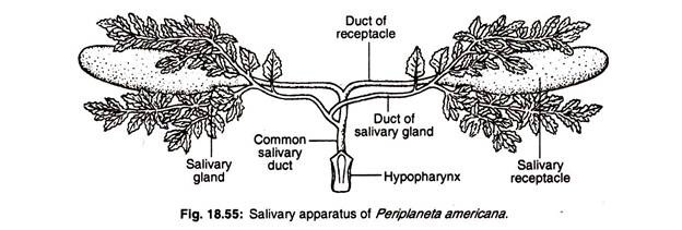 Salivary apparatus of periplaneta americana