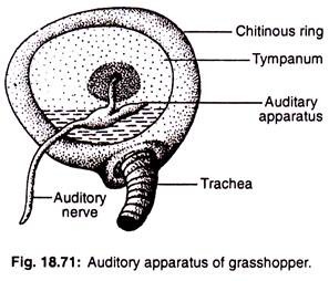 Auditory apparatus of grasshopper