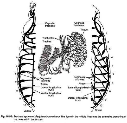 Tracheal system of periplaneta americana