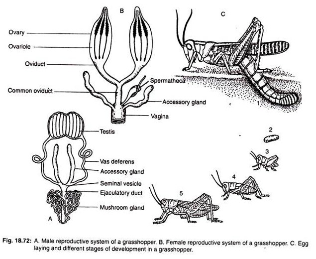 Reproductive system of a grasshopper