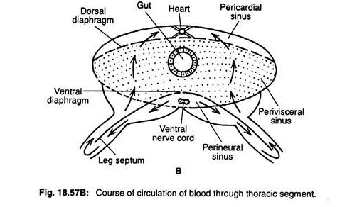Course circulation of blood through thoracic segment