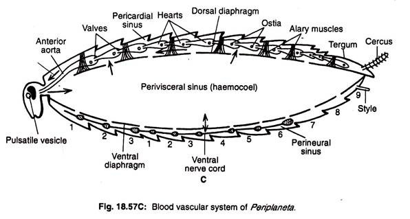 Blood vascular system of periplaneta