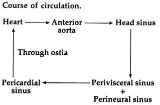 Course of circulation