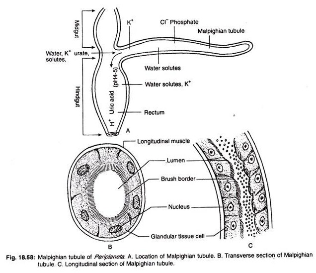 Malpighian tubule of periplaneta