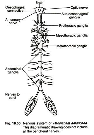 Nervous system of periplaneta americana 