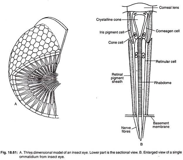 Three dimensional model of an insect eye and enlarged view of a single ommatidium from insect eye