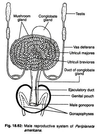 Male reproductive system of periplaneta americana