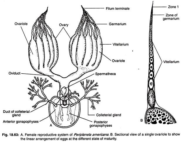 Female reproductive system of periplaneta americana and sectional view of a single ovarlole to show the linear arrangement of eggs at the different state of maturity