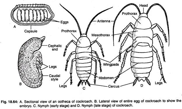 Sectional view of an oothecaof cockroach, lateral view of entire egg of cockroach to show the embryo, nymph (early stage) and nymph (late stage) of cockroach 