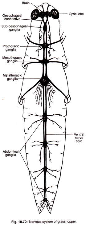 Nervous system of grasshopper